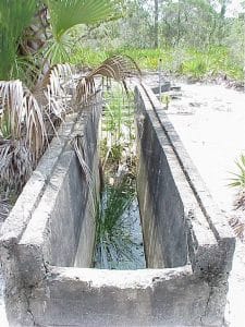 a palm tree in front of a fence