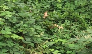 a green plant in a forest